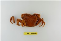 藏品(拉氏清溪蟹)的圖片